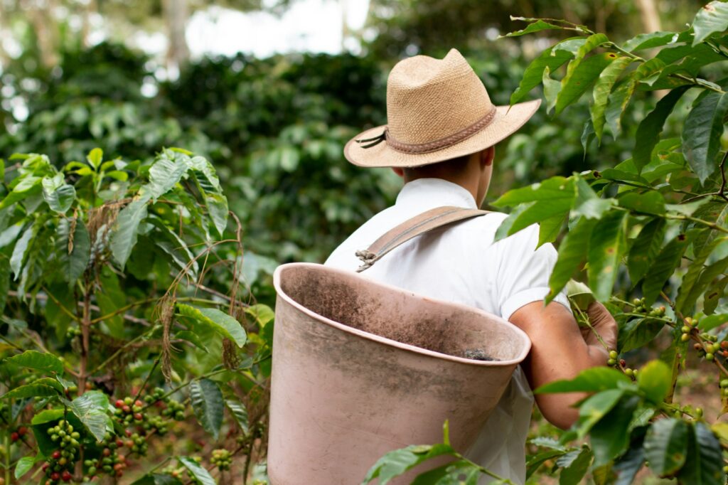 Coffee farmer carrying basket on his back after coffee harvest. Coffee worker. Farmer walking