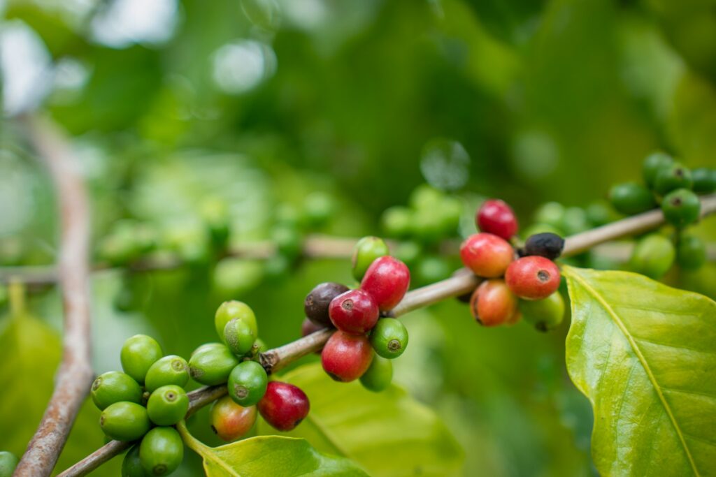 Coffee tree with fresh arabica coffee bean in coffee plantation in the mountain.