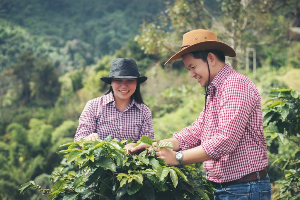 farmer Coffee is harvesting coffee berries in coffee farm.