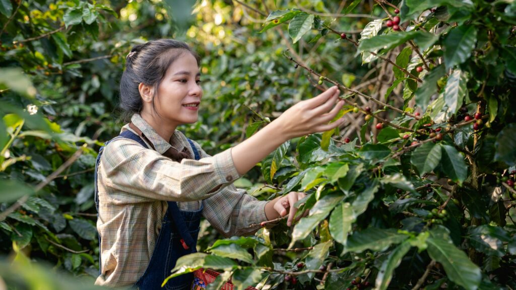 Farmer harvesting cherry coffee beans from coffee trees and placing them in baskets for processing.