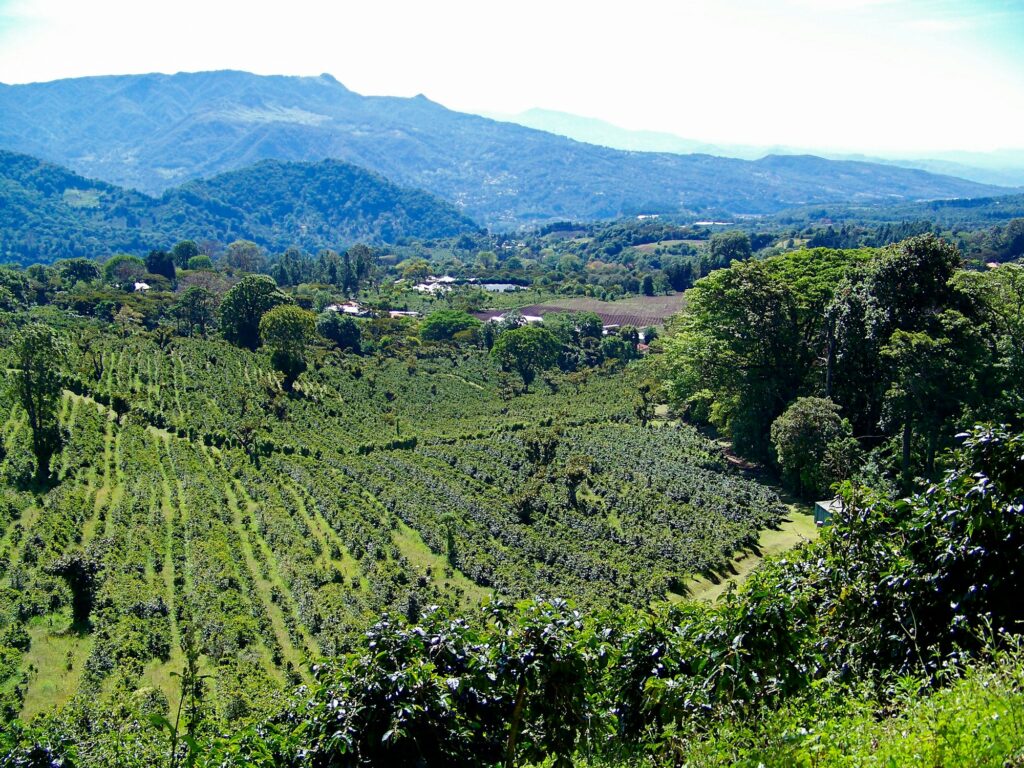 View of a coffee plantation in Panama.